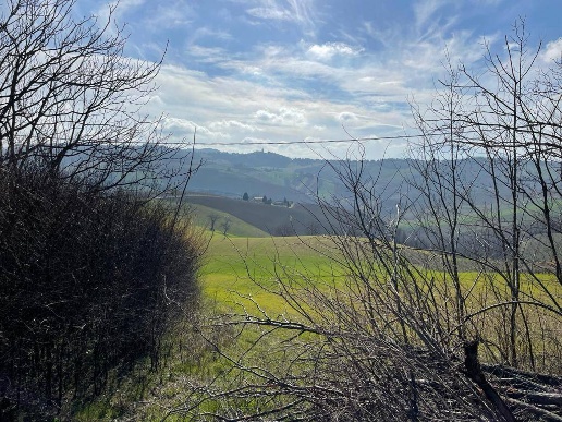 immagine annuncio 3 di 14