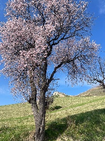 Foto Rustico in Via Penne, Ripatransone di 200 m² con 6 locali in vendita