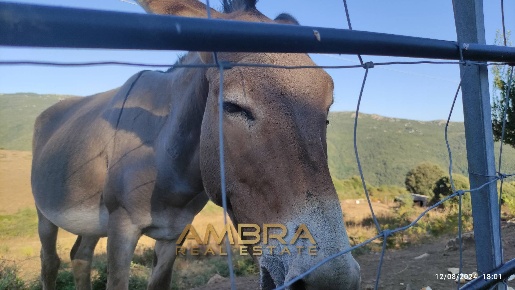 Foto Rustico a Oschiri di 65 m² con 3 locali in vendita