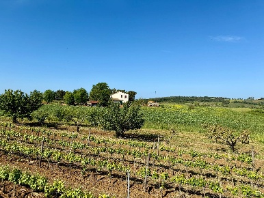 Foto Rustico in LA CARLA, Magliano in Toscana di 148 m² con 6 locali