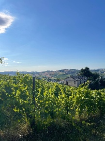 Foto Rustico in Borgo Miriam, Offida Borgo Miriam di 180 m² con 7 locali