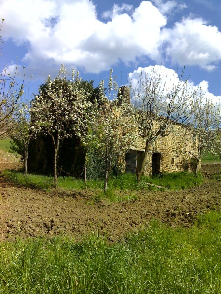 immagine annuncio 11 di 15