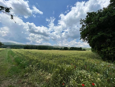 Foto Rustico a Sovicille di 1800 m² con 40 locali in vendita