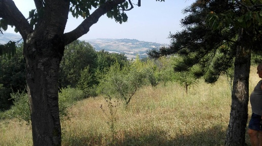 immagine annuncio 3 di 11