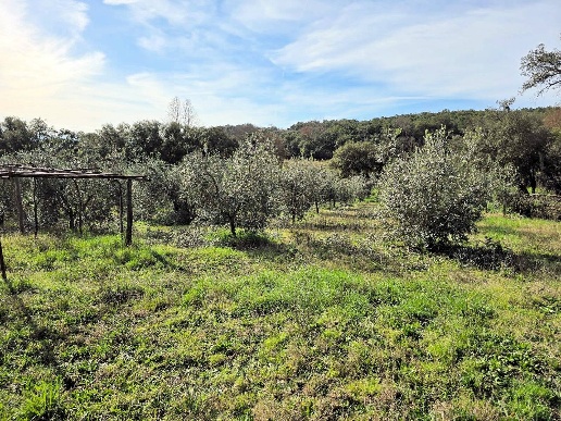 immagine annuncio 5 di 14