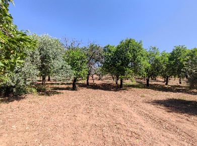 Foto Rustico in Contrada Volpiglia, Noto di 300 m² con 6 locali in vendita