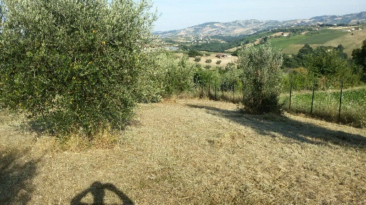 immagine annuncio 5 di 13