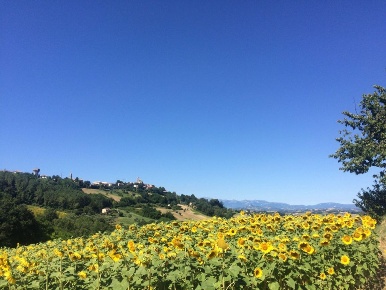 Foto Rustico a Montelparo di 180 m² con 10 locali in vendita