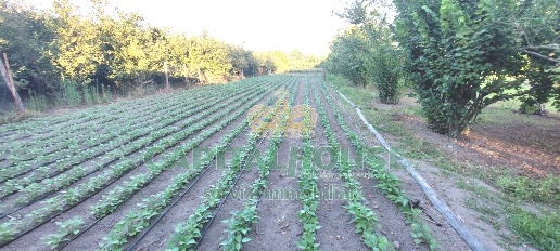 immagine annuncio 7 di 9