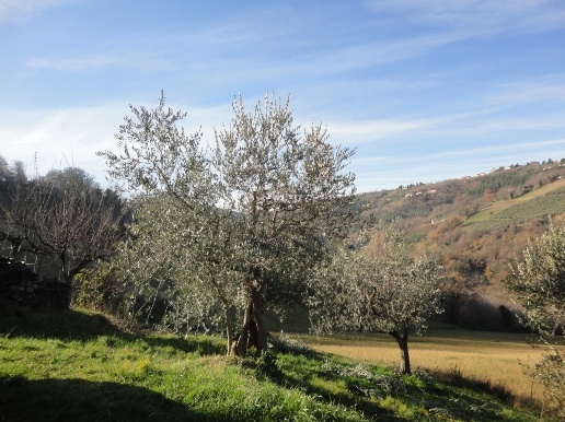 immagine annuncio 1 di 14