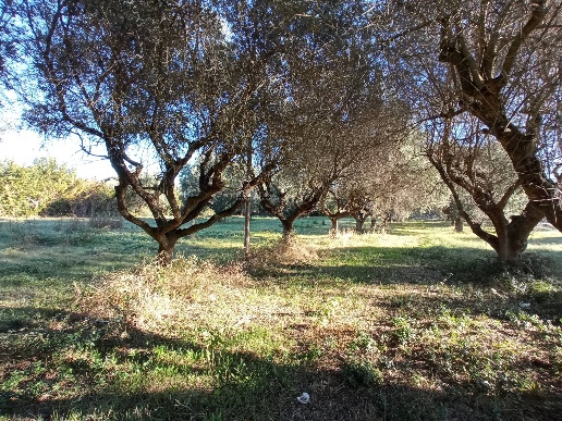 immagine annuncio 4 di 12