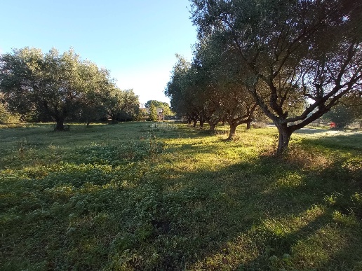 immagine annuncio 9 di 12