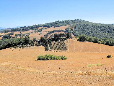 Foto Rustico in Pereta, Magliano in Toscana di 500 m² con 7 locali