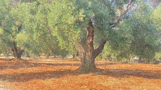Foto Rustico in via martina franca, Grottaglie di 60 m² con 2 locali