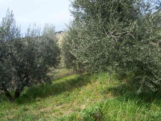 immagine annuncio 6 di 8