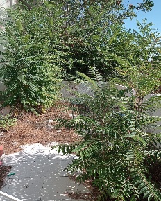 Foto Appartamento in VICO CHISONE 71, Messina Villaggio Santo di 80 m²