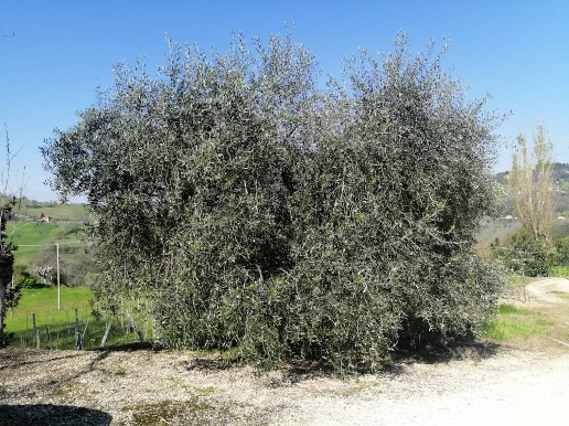 immagine annuncio 13 di 15