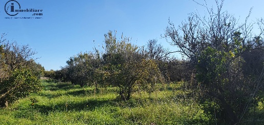 immagine annuncio 5 di 7
