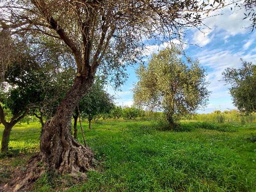immagine annuncio 4 di 11