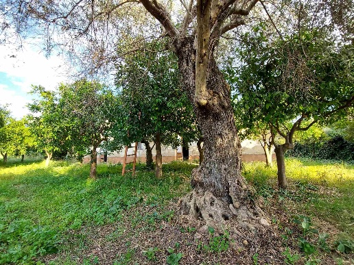immagine annuncio 8 di 11
