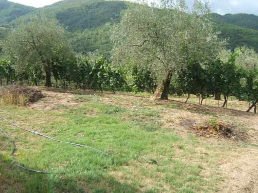 immagine annuncio 9 di 14