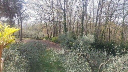 immagine annuncio 3 di 13