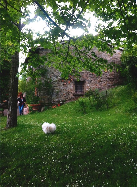 immagine annuncio 8 di 11