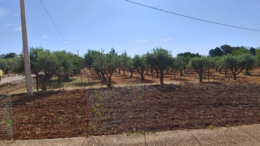 immagine annuncio 3 di 11