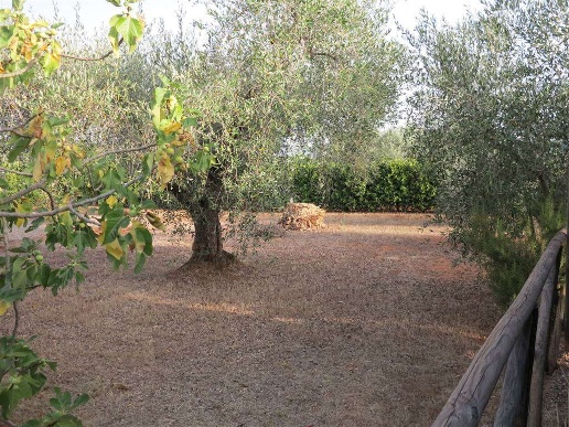 immagine annuncio 4 di 11
