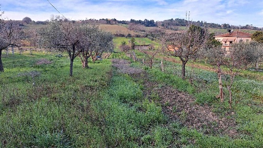 immagine annuncio 12 di 14