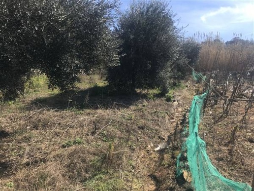 immagine annuncio 6 di 9