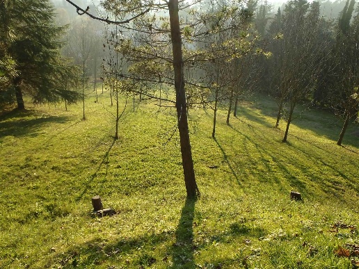 immagine annuncio 9 di 11