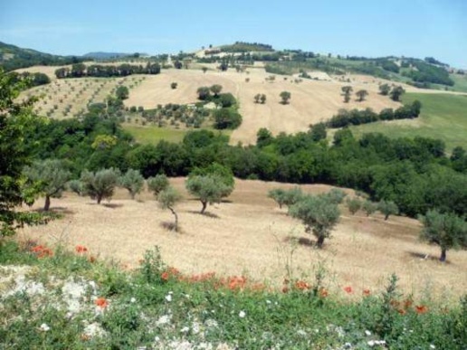 immagine annuncio 3 di 8