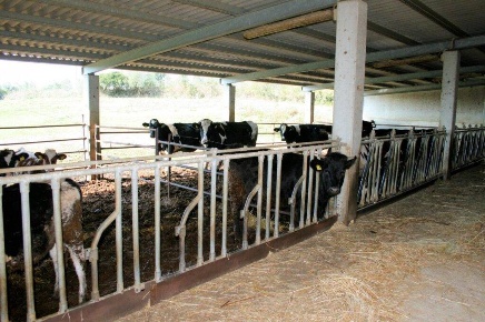 Foto Rustico a Magliano in Toscana di 1195 m² con 16 locali in vendita