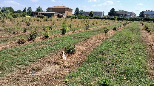 immagine annuncio 9 di 15