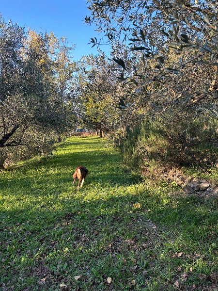 immagine annuncio 12 di 14