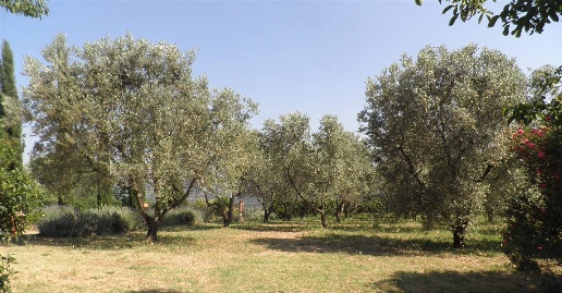 Foto Rustico in Strada Provinciale dei Tre Comuni, Casale Marittimo