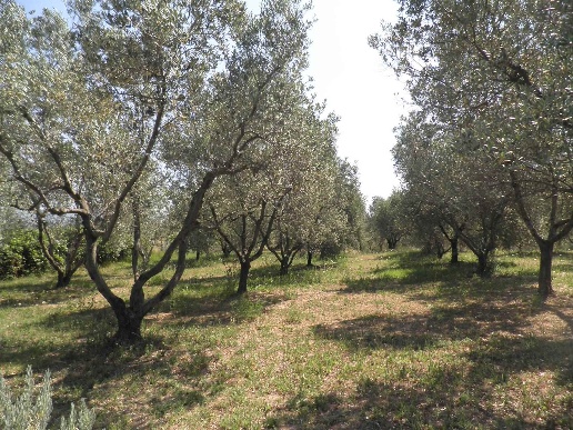 immagine annuncio 2 di 7