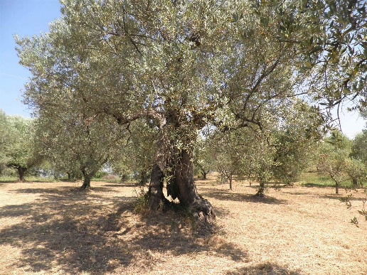 immagine annuncio 3 di 7