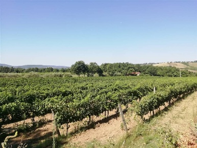 Foto Rustico a Sorano Centro di 228 m² con 11 locali in vendita