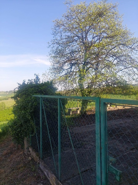 immagine annuncio 8 di 12