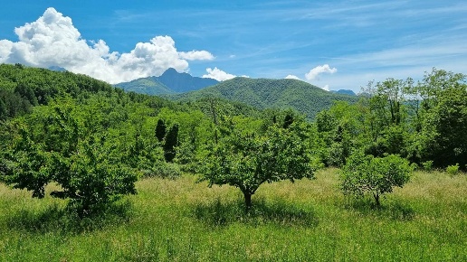 immagine annuncio 12 di 15