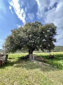 Foto Rustico a Massa Marittima di 120 m² con 4 locali in vendita