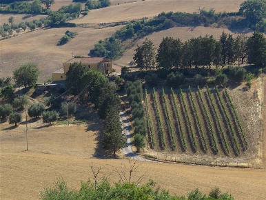 Foto Rustico a Magliano in Toscana di 500 m² con 7 locali in vendita