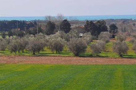 Foto Rustico in Via Marmentana, Rosignano Marittimo Rosignano Solvay