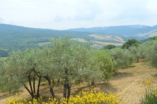 immagine annuncio 4 di 8