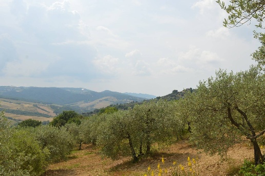 immagine annuncio 6 di 8