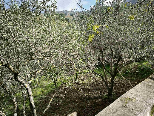 immagine annuncio 4 di 14