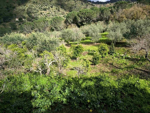 immagine annuncio 10 di 14