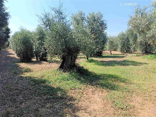 immagine annuncio 12 di 15